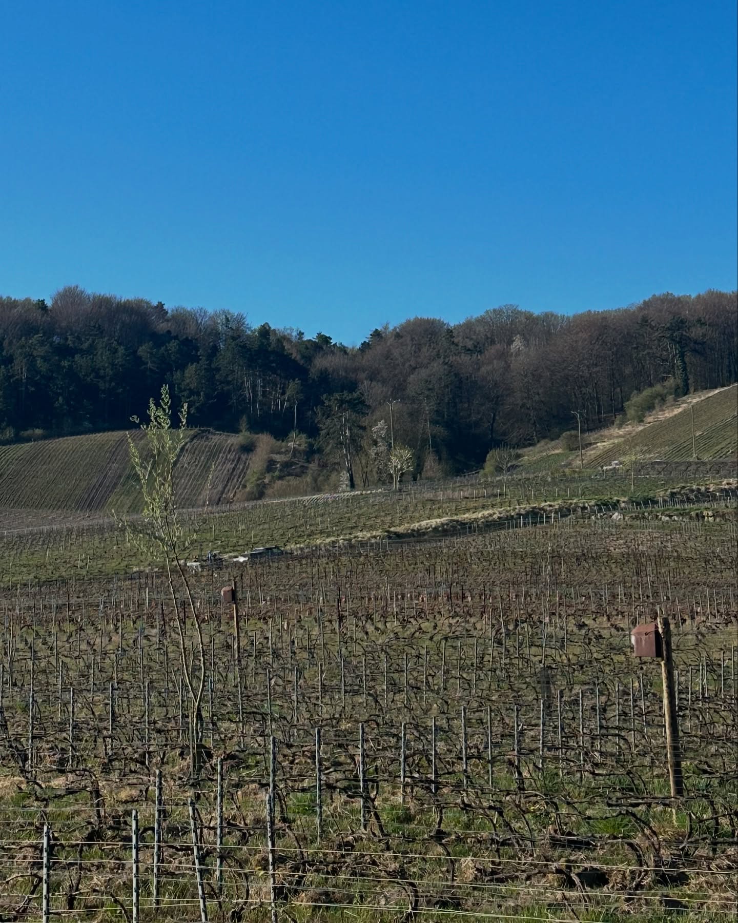 Chamery is fast becoming a hotspot for biodynamic winemaking...